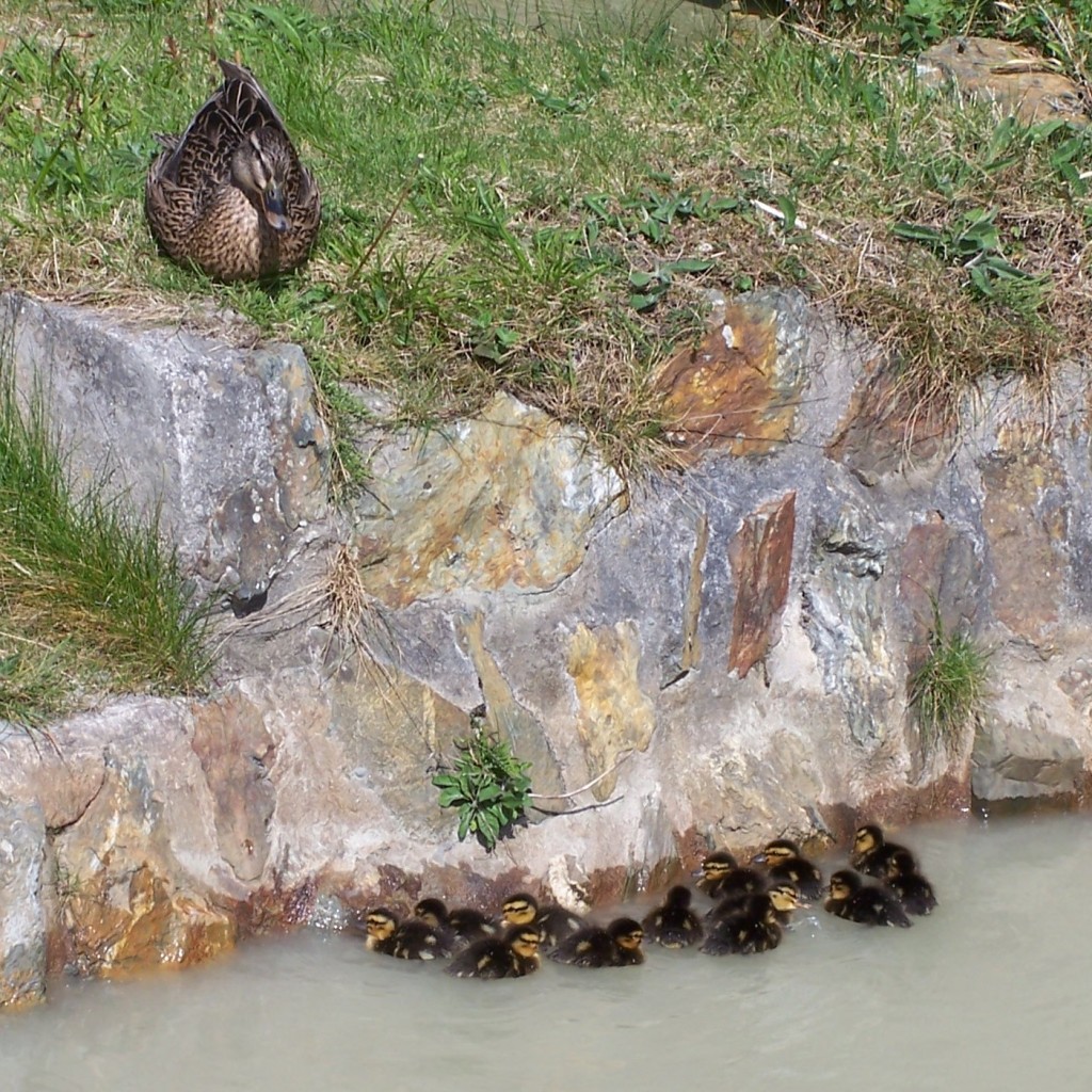 Ducks on the tailings pond.