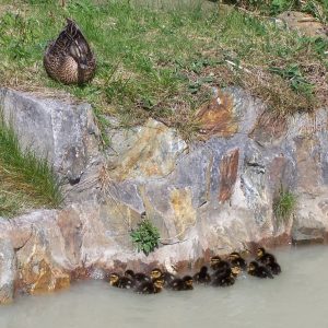 Ducks on the tailings pond